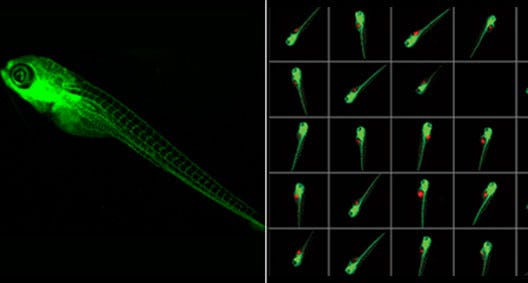 ImageXpress® system provides High-throughput imaging assays using zebrafish