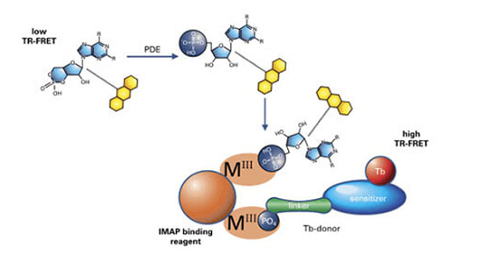 Kinases, Phosphatases, Phosphodiesterases