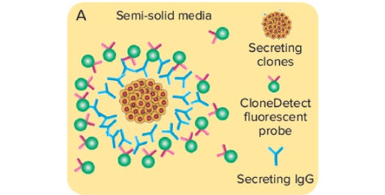 Clone productivity screening and titer