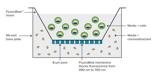 Evaluate Cell Migration with Fluoroblok