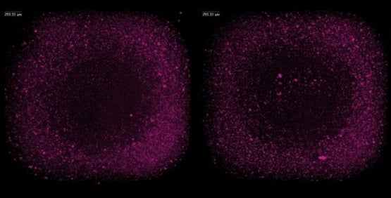 Measure Cell Migration