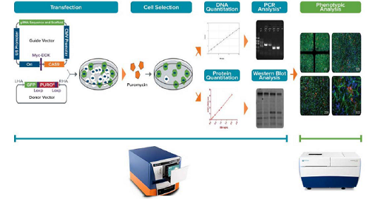 CRISPR/Cas9 genomic editing experiments