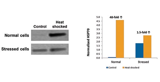 Wells to Westerns: Investigating the cellular heat shock response