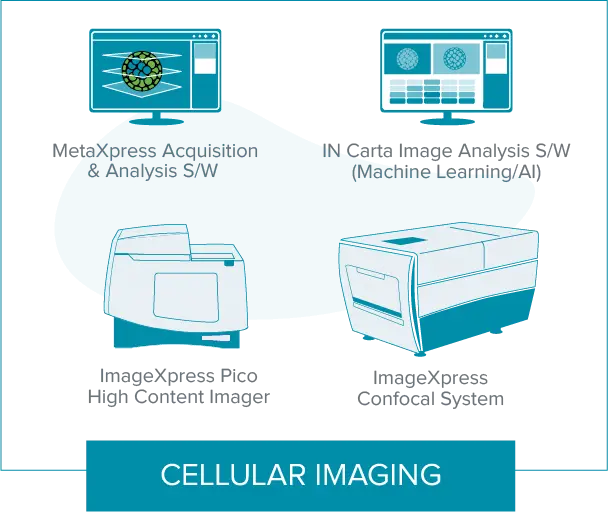 Cellular Imaging