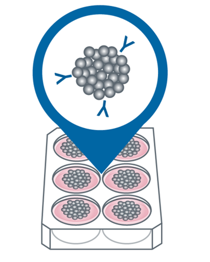 Clone Screening and Selection