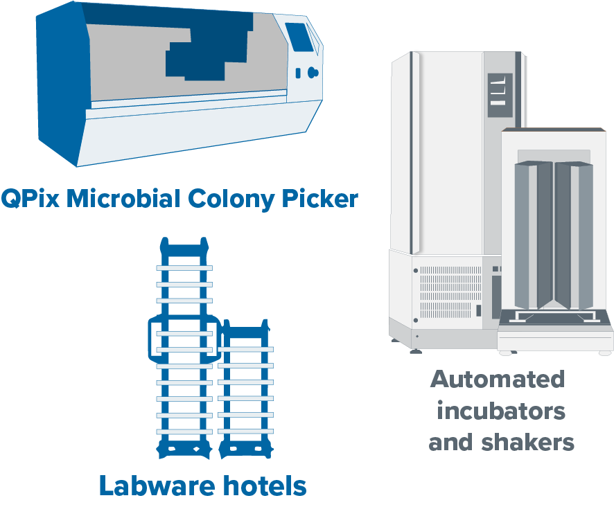 Colony Plating & Screening