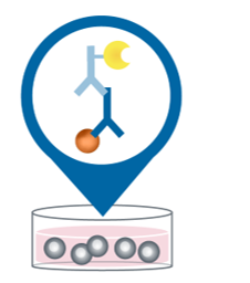 Functional Characterization of Clones