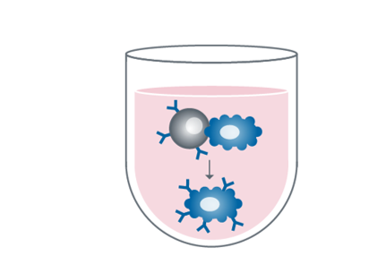 Fusion for Hybridoma Formation