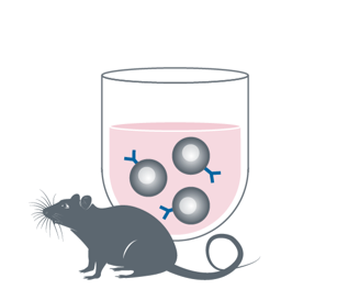 Immunization and Splenocyte Isolation