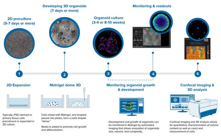 Organoids workflow illustration