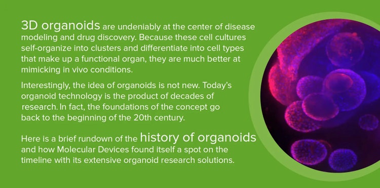 3d Organoids Organoid Research History