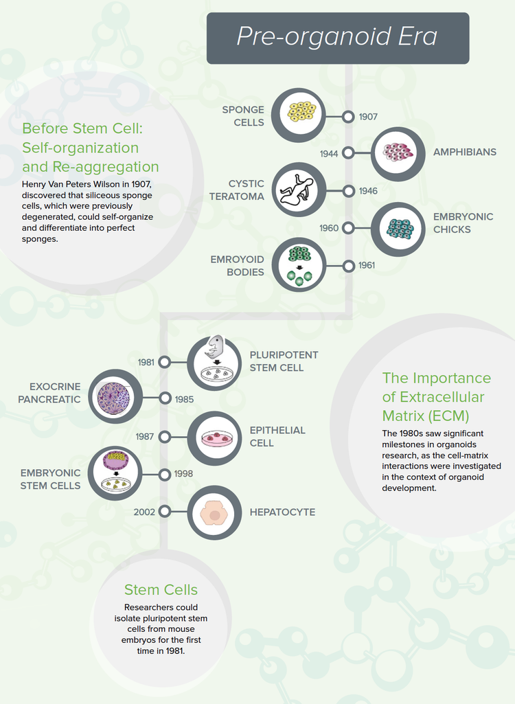 Before Stem Cell: Self-organization and Re-aggregation