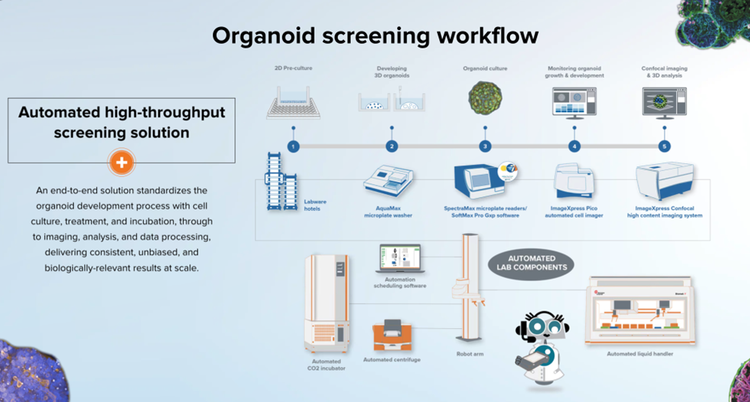 Organoid screening workflow