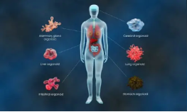 Gene Editing In Organoids