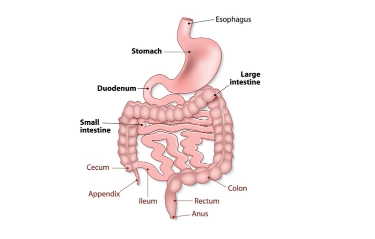 The gastro-intestinal tract (image from University of Missouri Health Care)