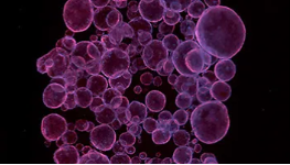 organoid technology and its transformative impact on drug development