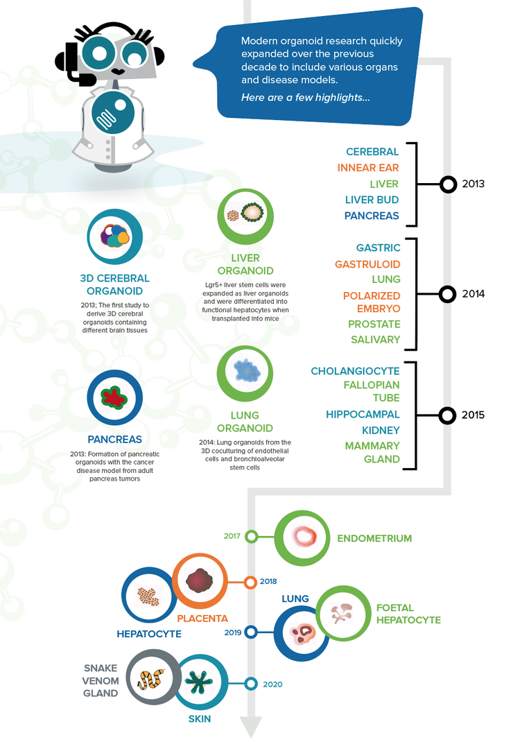 Modern Organoid Highlights