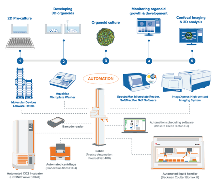 Automation protocol of 3D biology workflows