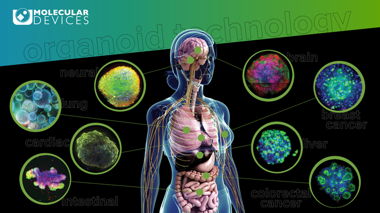 Organoid technology