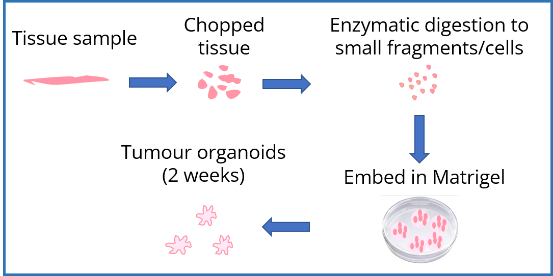 How To Grow Patient-derived Organoids (PDOs)