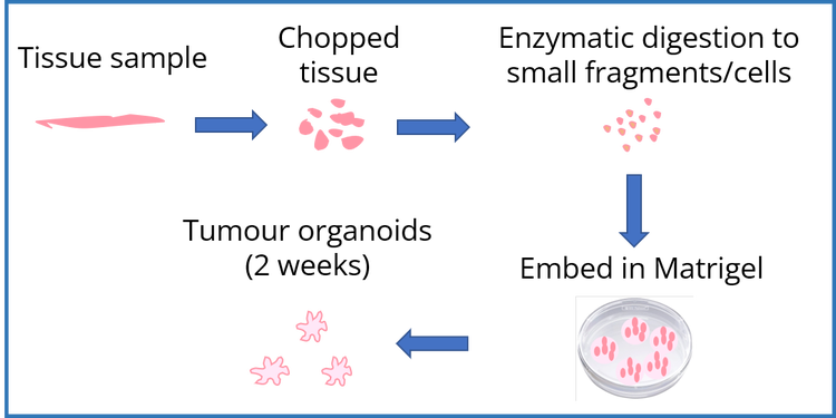 Enzymatic digestion to small fragments/cells