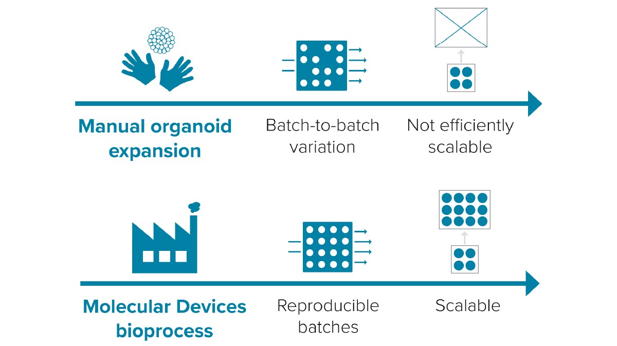 How To Grow Patient-derived Organoids (PDOs)