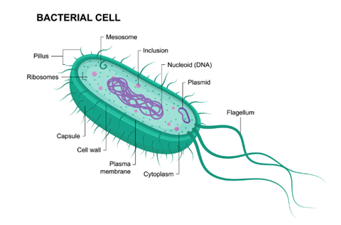 Anatomy of a bacterial cell showcasing its structure, where plasmids—small, circular DNA molecules