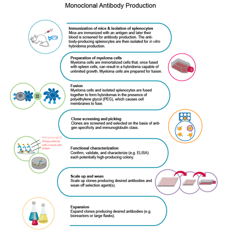 Monoclonal Antibody Production, mAb
