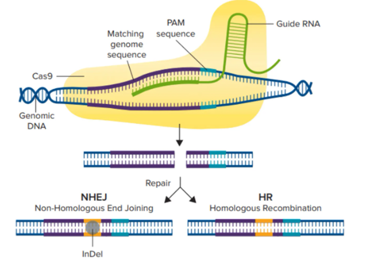 CRISPR/Cas9 Mechanism