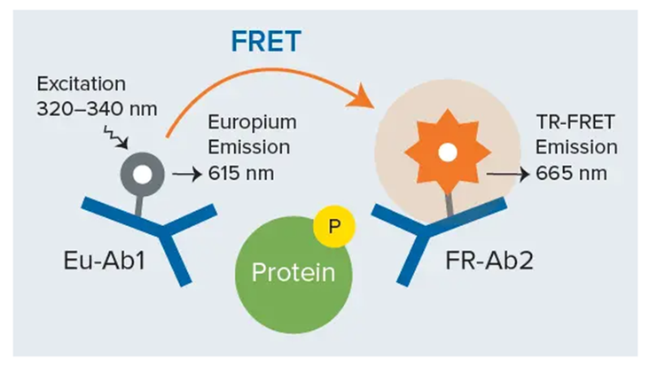 THUNDER TR-FRET sandwich immunoassay