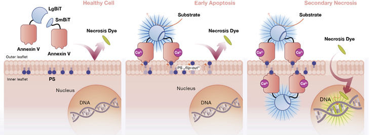 In healthy cells the Annexin V-LgBiT and Annexin V-SmBiT (NanoBiT) fusion proteins