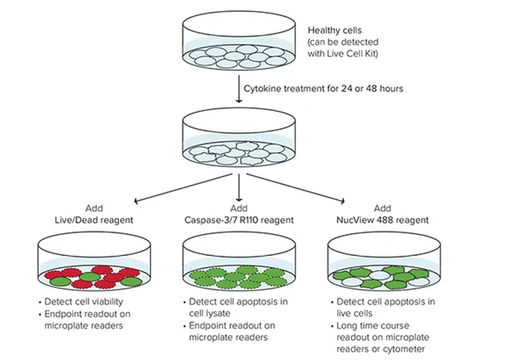 Schematic of different options that can be pursued when performing toxicity studies with the EarlyTox Cell Viability Kits