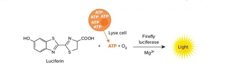 Schematic of the ATP-based luciferin assay mechanism