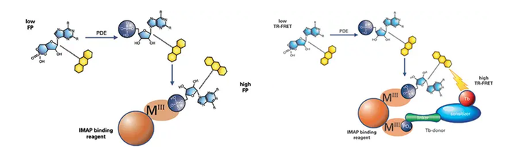 IMAP FP and TR-FRET phosphodiesterase assay principle