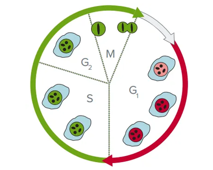 FUCCI cell cycle analysis