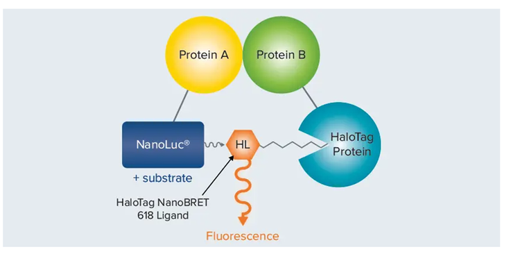 NanoBRET assay