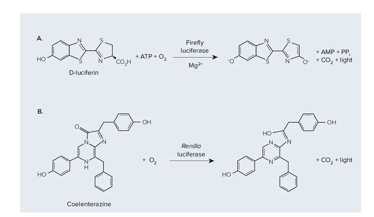 Chemical reactions catalyzed by firefly luciferase (A) and Renilla luciferase (B)