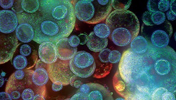 Organoids