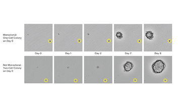 Monoclonal cell colony