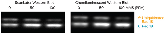 Detection And Quantitation Of Protein With Scanlater Western