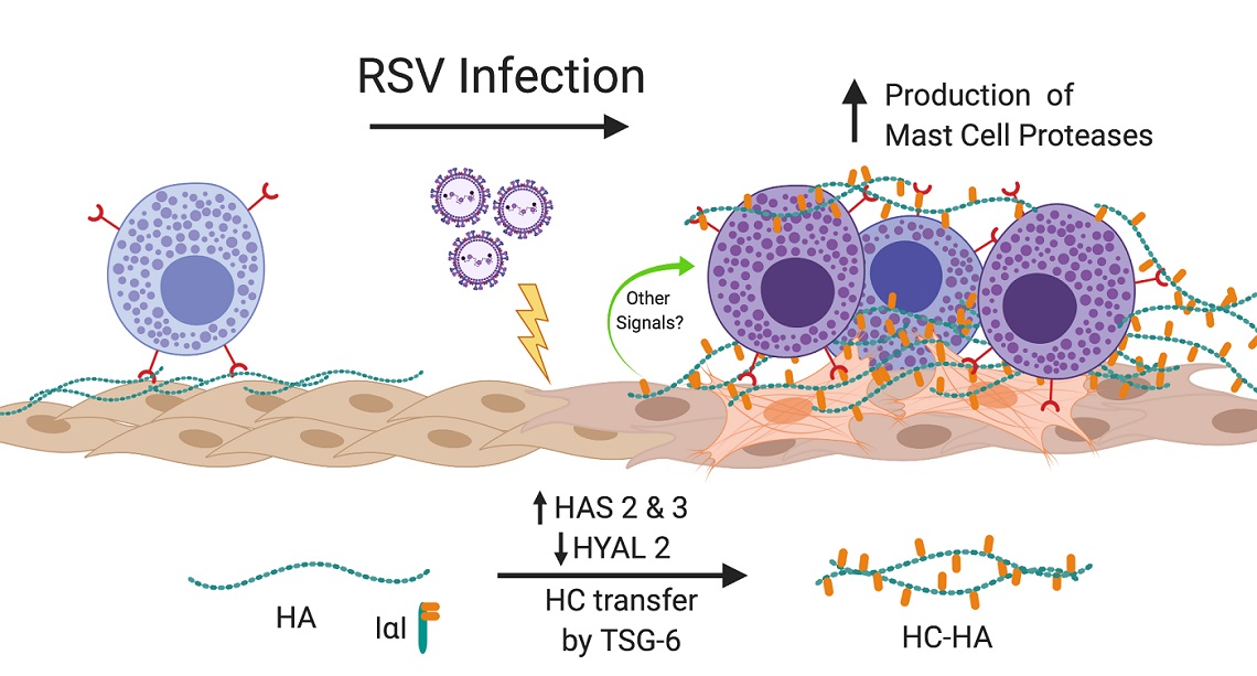 Customer Breakthroughs Seattle Children S Hospital Molecular Devices   Rsv Infected Hlfs 