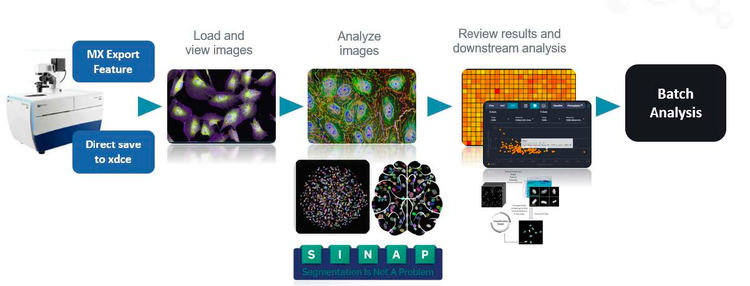 IN Carta Image Analysis Software for machine learning-based, high-throughput analysis